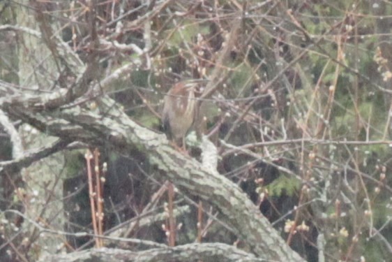 Green Heron - ML55425641