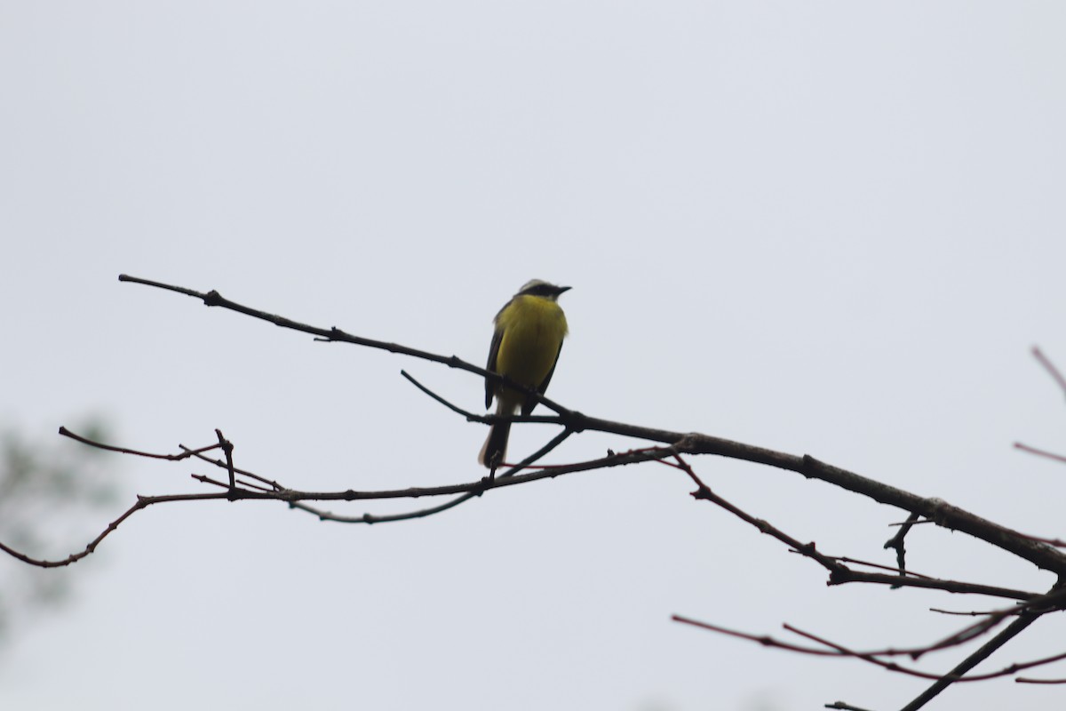 Rusty-margined Flycatcher - ML554256451
