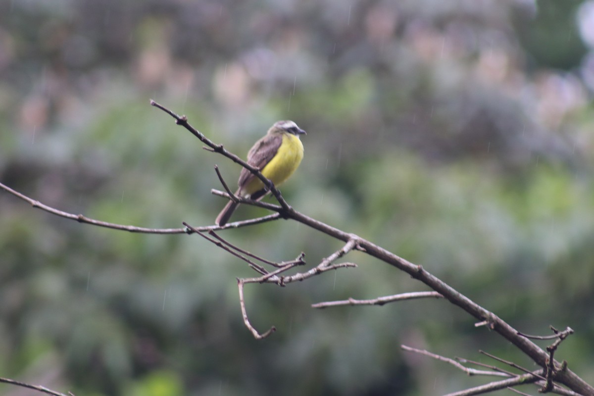 Rusty-margined Flycatcher - ML554256461