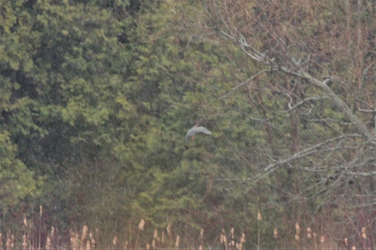 Green Heron - ML55425681