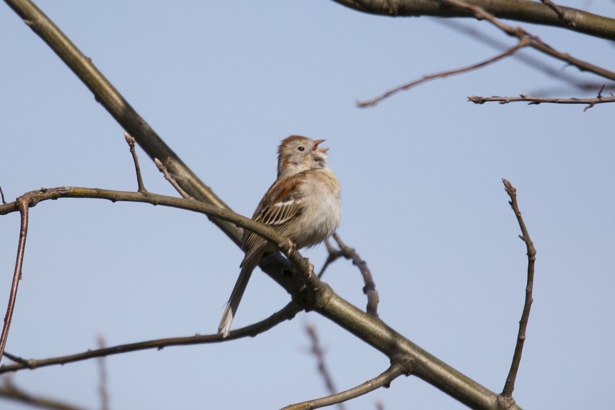 Field Sparrow - Jeevak Badve