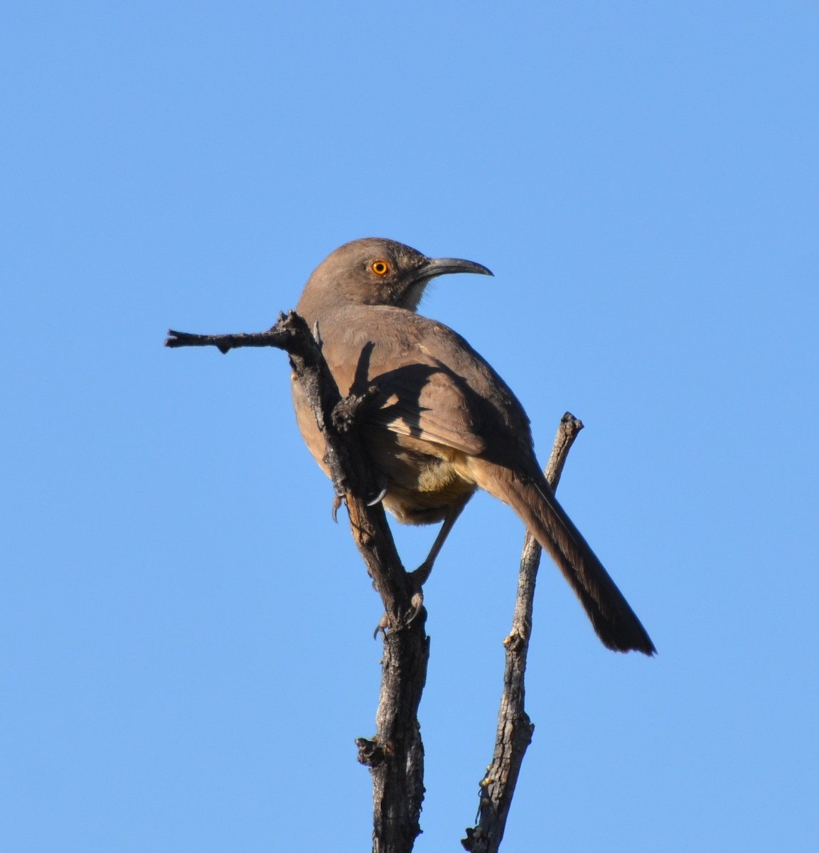 Curve-billed Thrasher - ML554257831