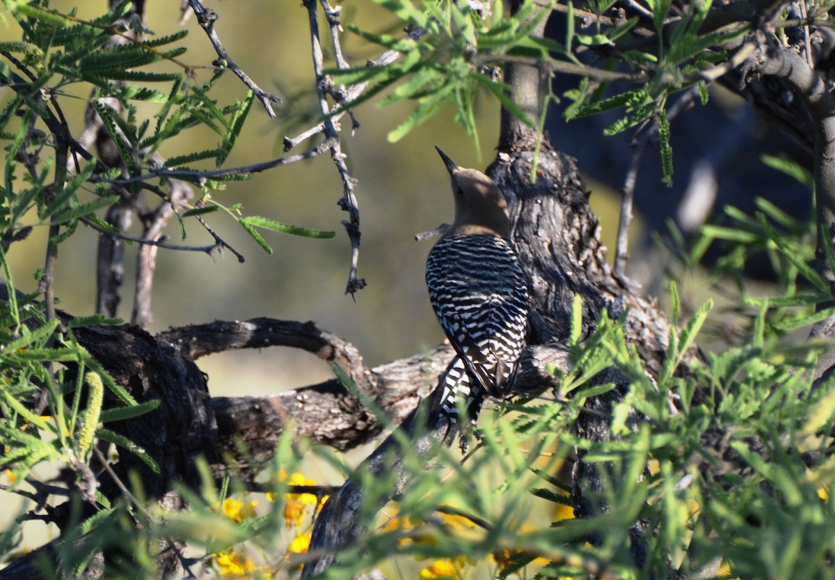 Gila Woodpecker - ML554258191