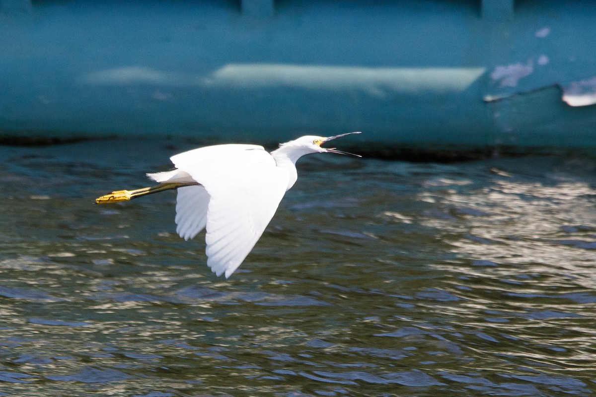 Snowy Egret - ML554258461