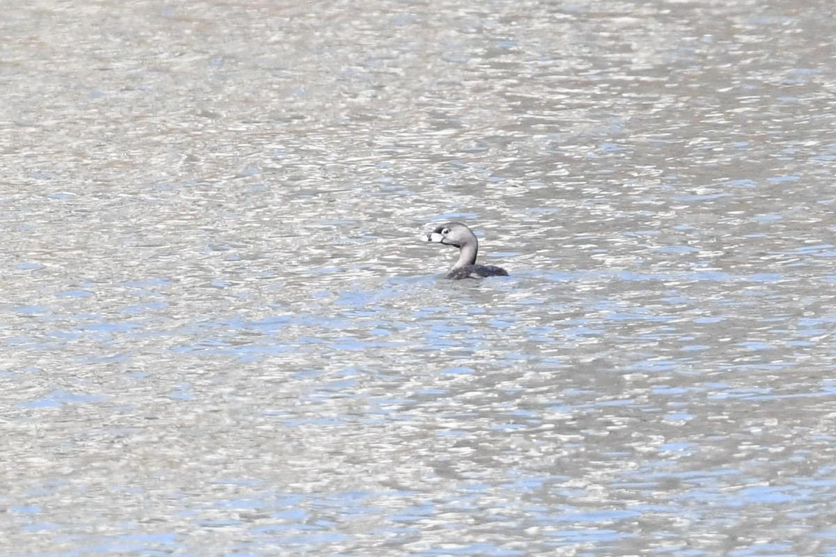 Pied-billed Grebe - ML554258521