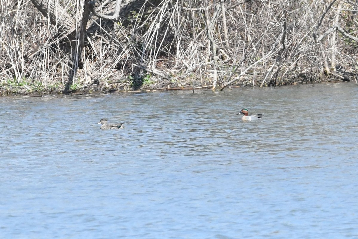 Green-winged Teal (American) - ML554258541