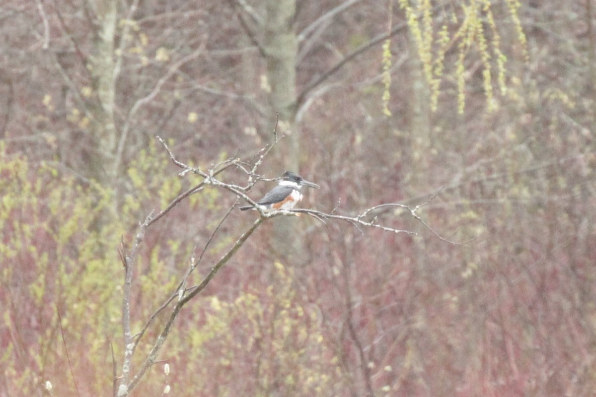 Belted Kingfisher - ML55425881