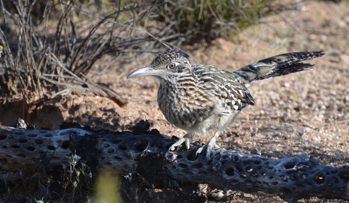 Greater Roadrunner - Jay Watson