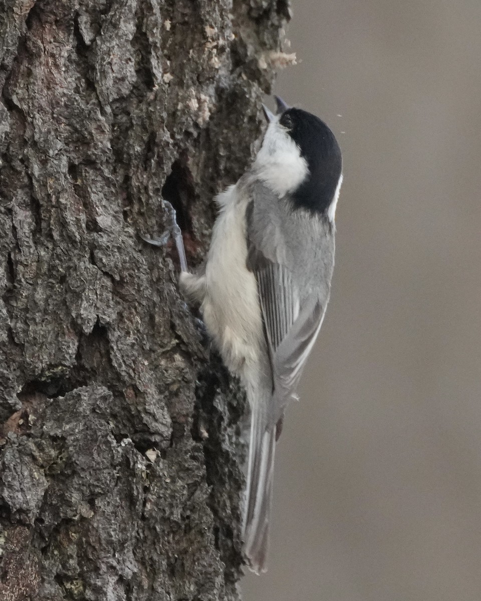 Carolina Chickadee - ML554259251