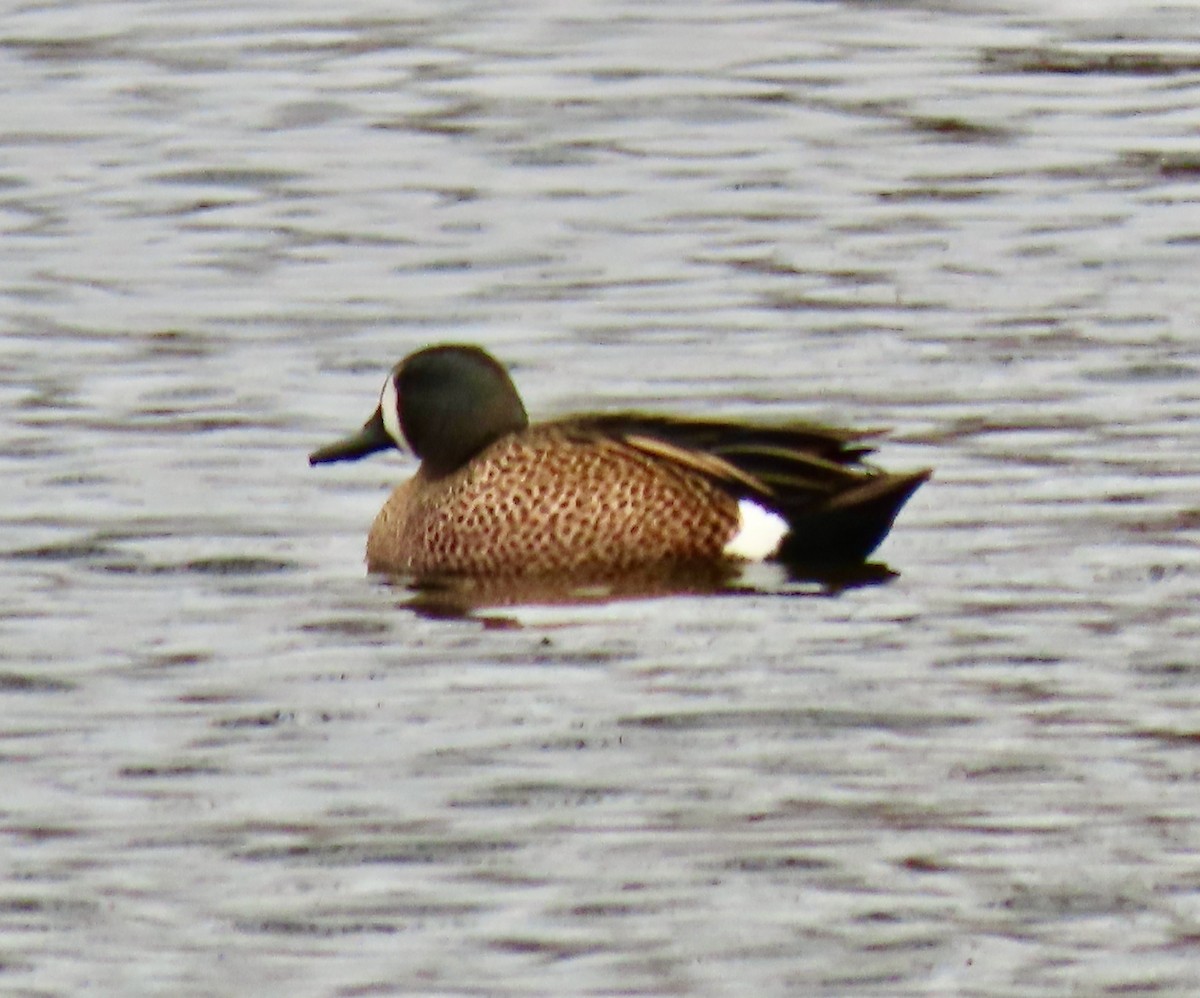 Blue-winged Teal - ML554259381