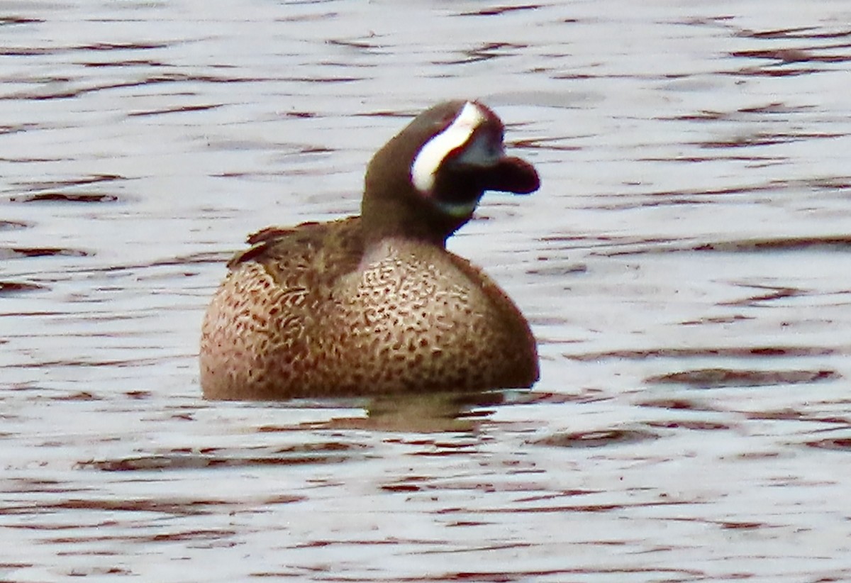 Blue-winged Teal - ML554259491