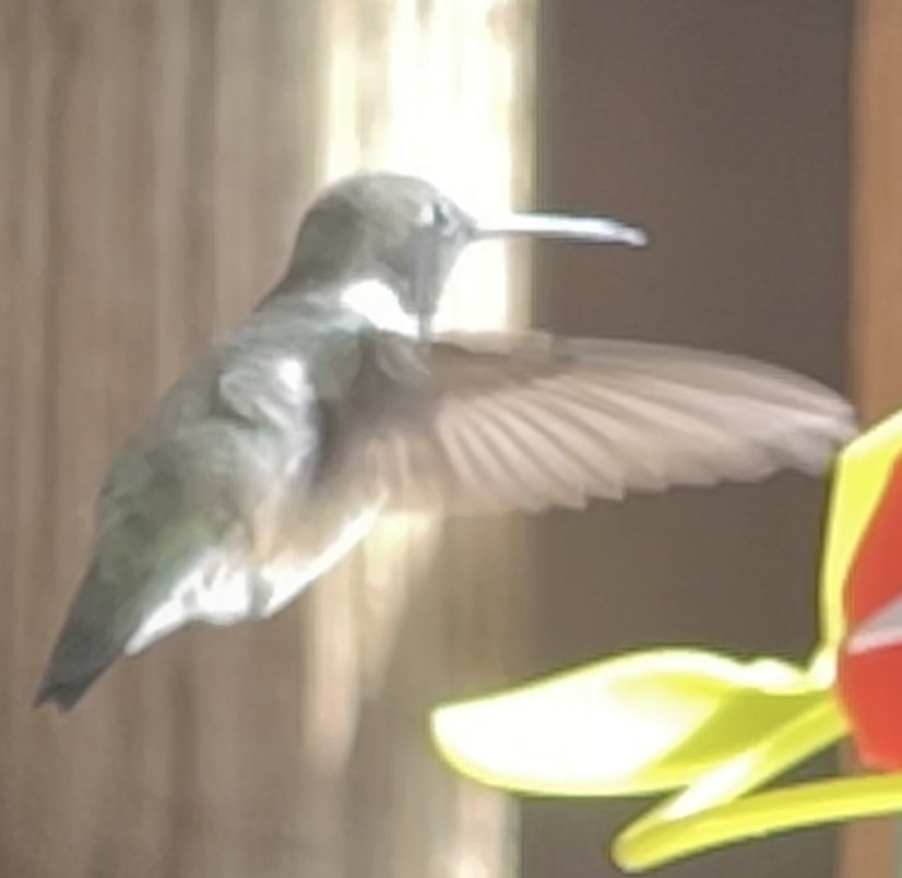 Black-chinned Hummingbird - ML554259981