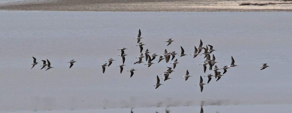 Common Greenshank - ML554260071