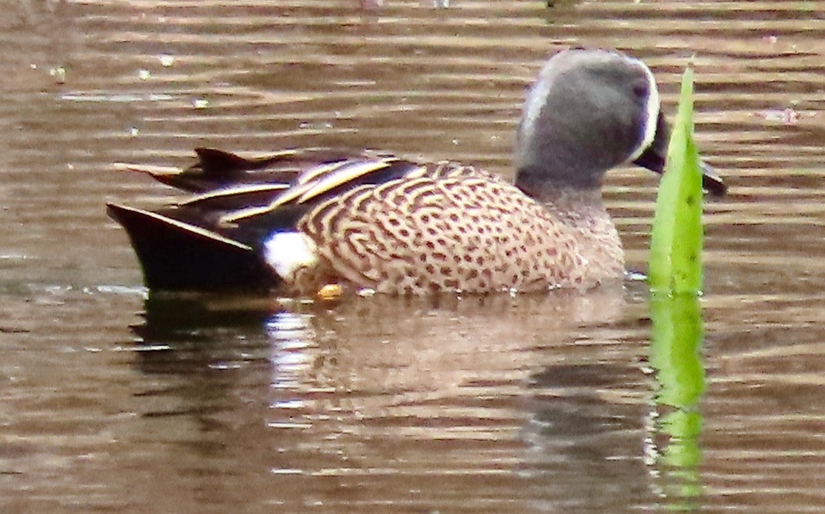 Blue-winged Teal - ML554260421