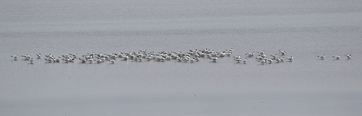 Gull-billed Tern - Dimitris  Kokkinidis