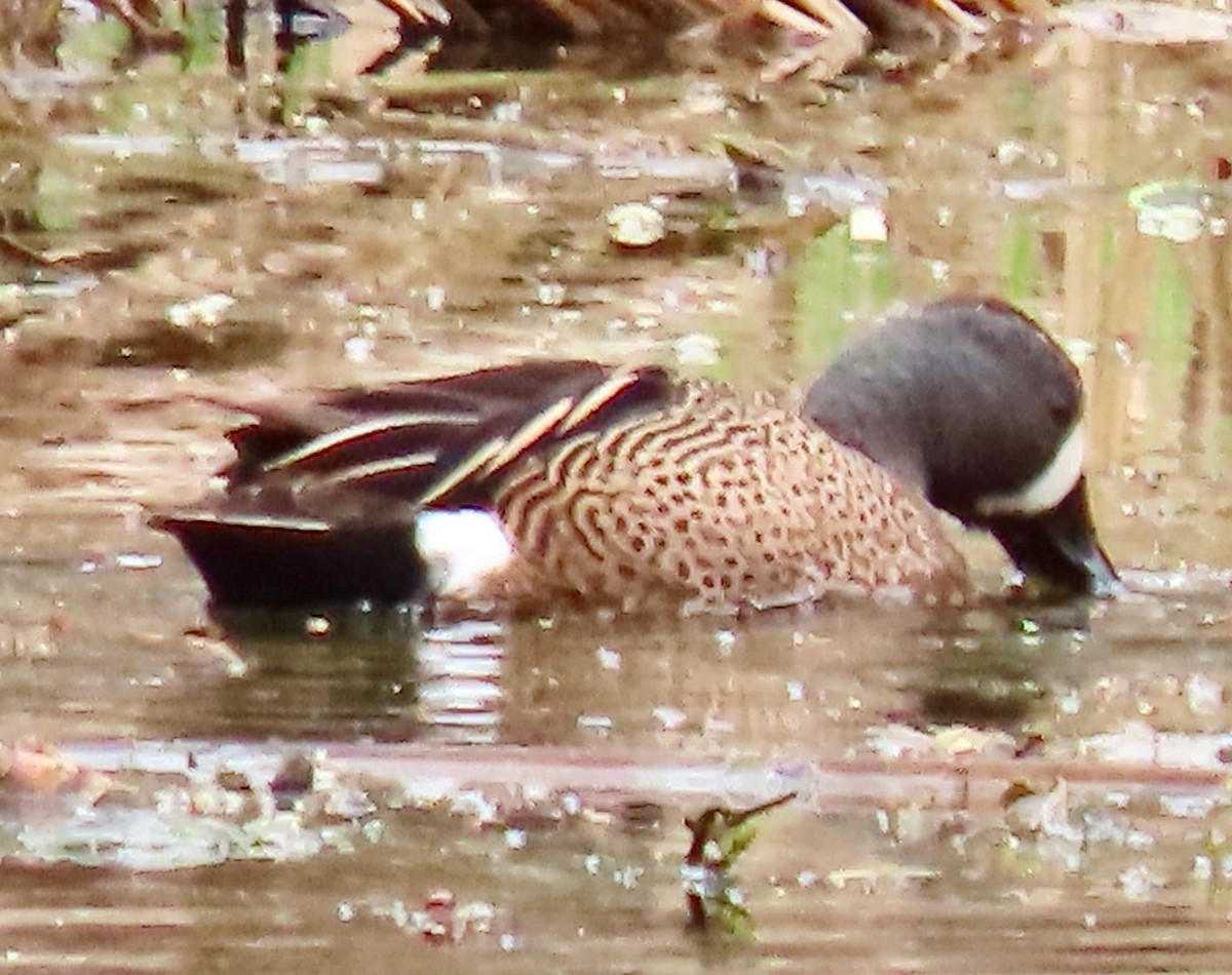 Blue-winged Teal - ML554260581