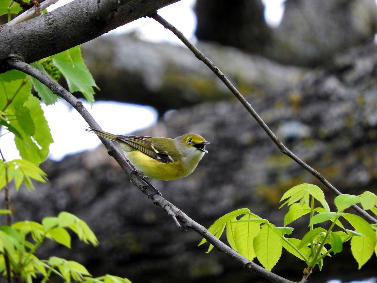 Weißaugenvireo - ML55426201