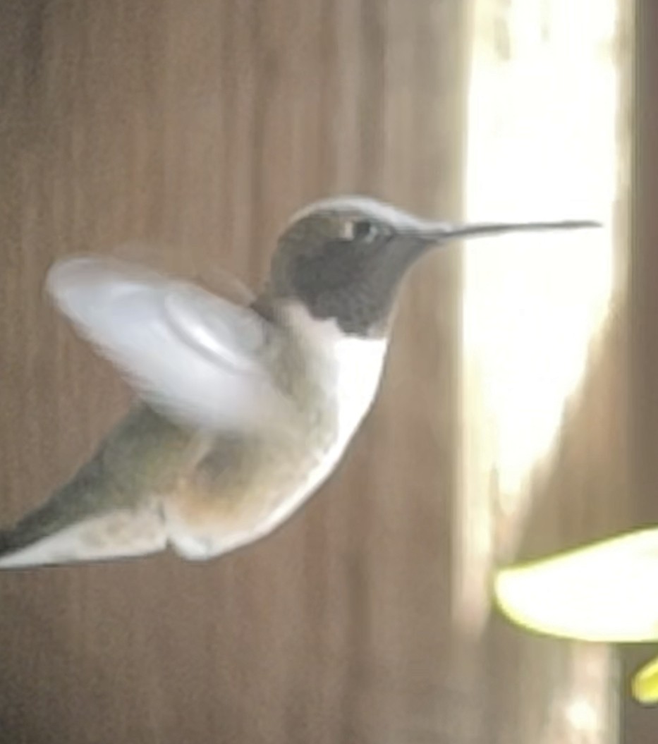 Black-chinned Hummingbird - ML554262461