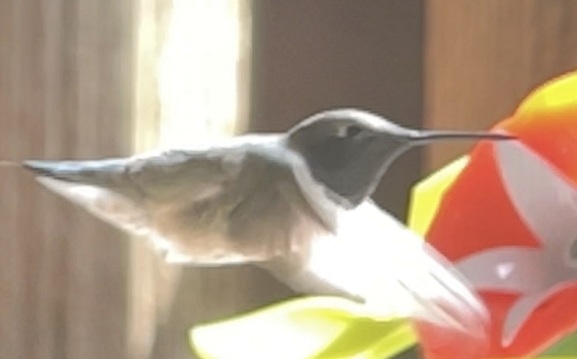 Black-chinned Hummingbird - ML554262471