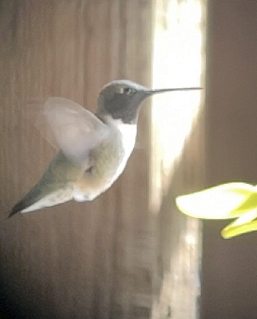 Black-chinned Hummingbird - ML554262941