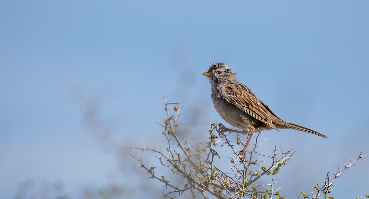 White-crowned Sparrow (Gambel's) - ML554263241