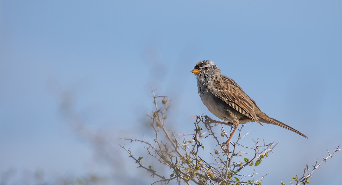 White-crowned Sparrow (Gambel's) - Michael Sadat