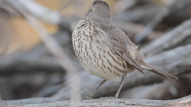 Sage Thrasher - ML554263901