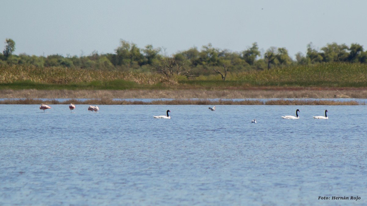 Black-necked Swan - Hernán Rojo