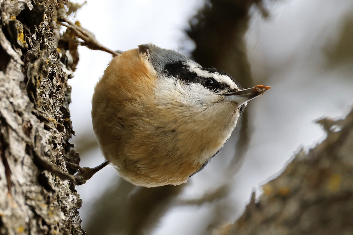 Red-breasted Nuthatch - ML554266661