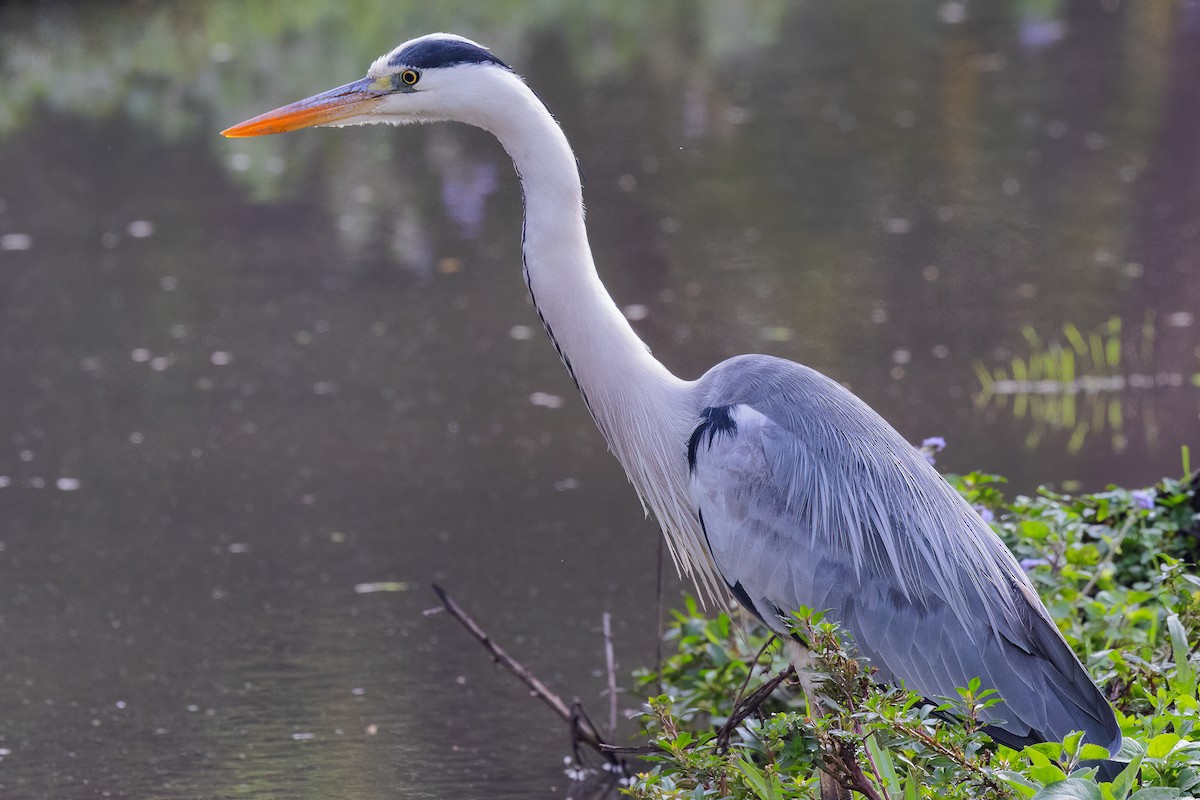 Gray Heron - ML554266761