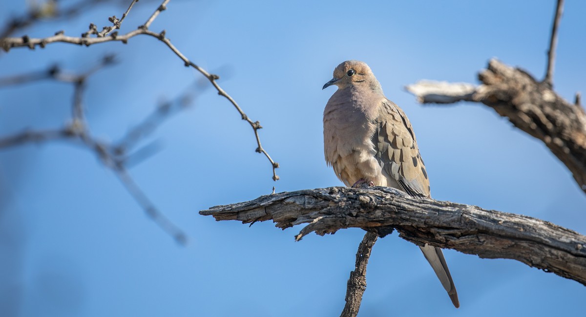 Mourning Dove - ML554267871