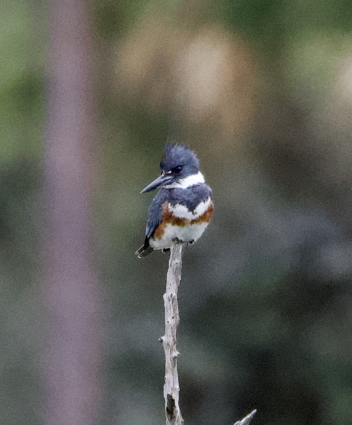 Belted Kingfisher - ML554268211