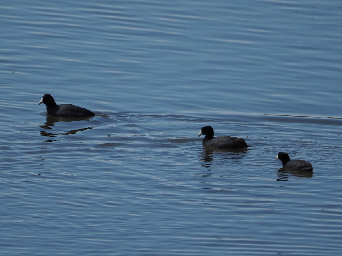 American Coot - ML554268521