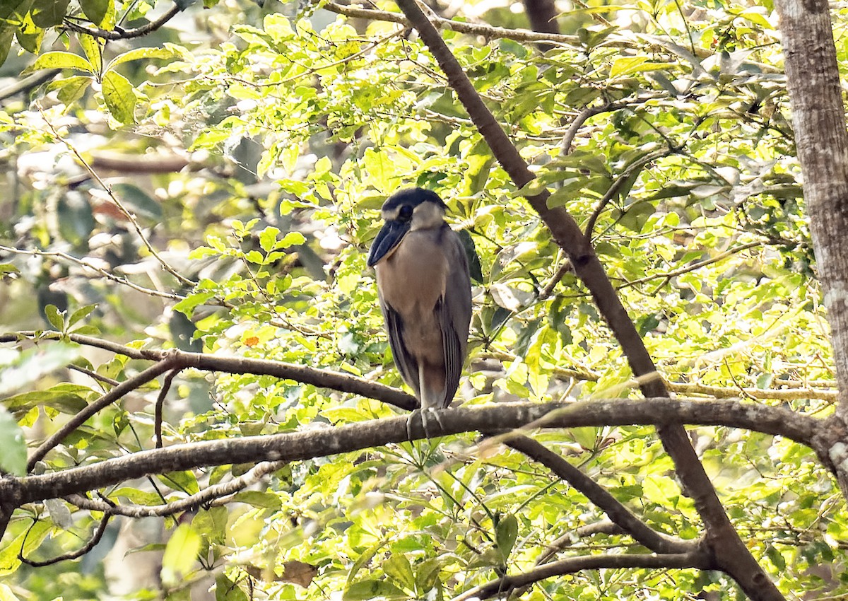 Boat-billed Heron - ML554268651