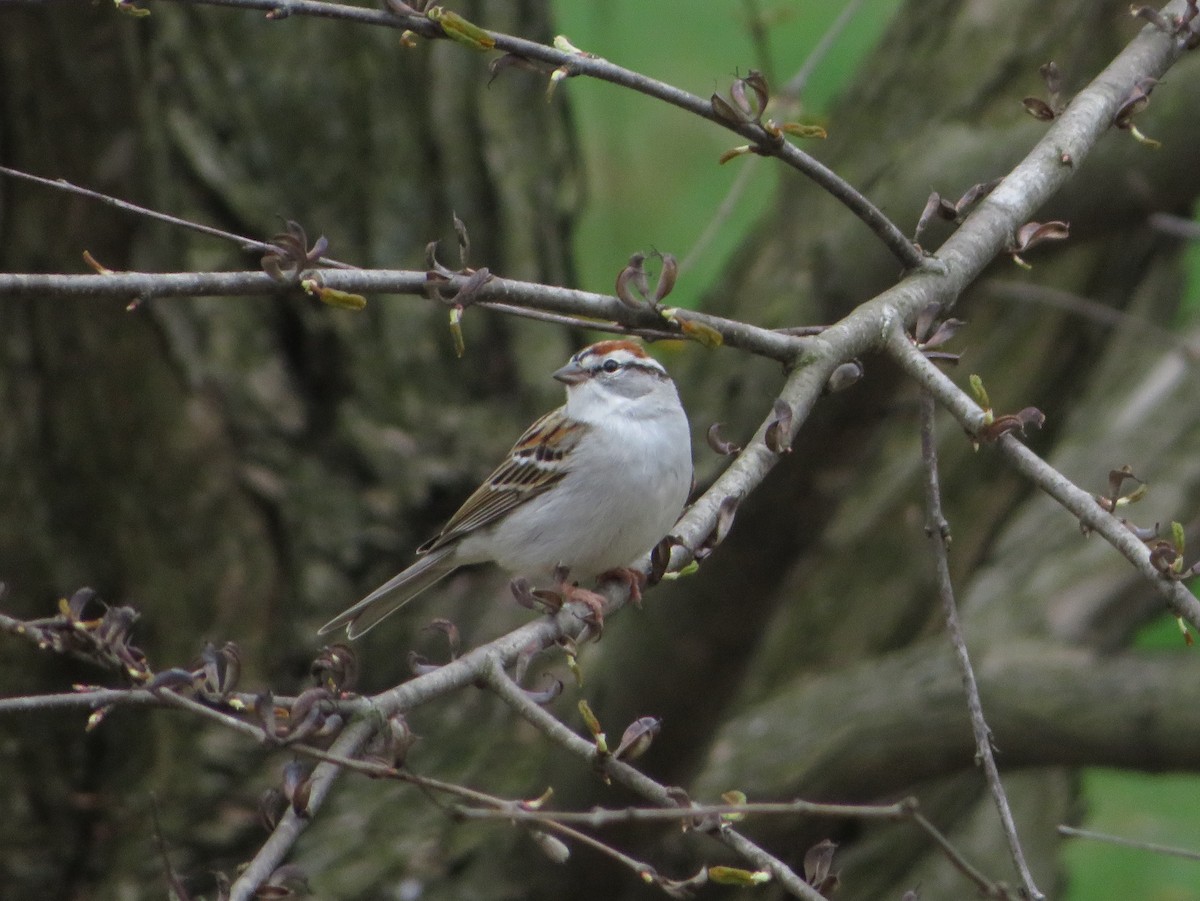 Chipping Sparrow - ML554268751