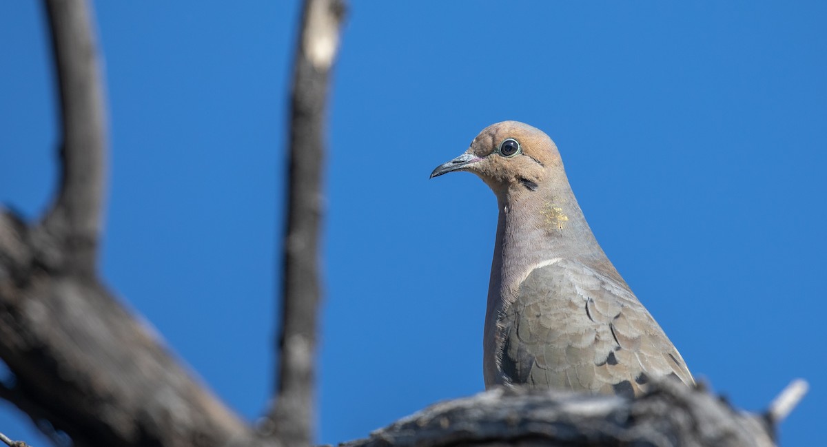 Mourning Dove - ML554269081