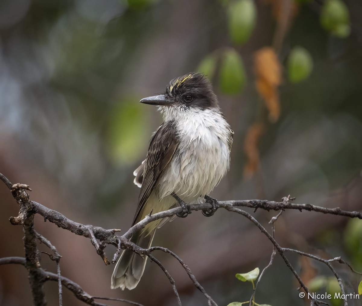 Loggerhead Kingbird - ML554269321