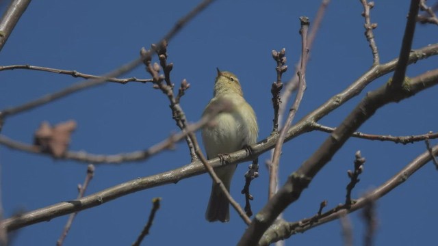 Mosquitero Común - ML554269891