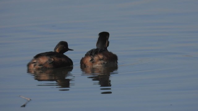 Eared Grebe - ML554269951