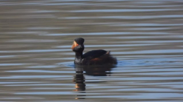 Eared Grebe - ML554269961