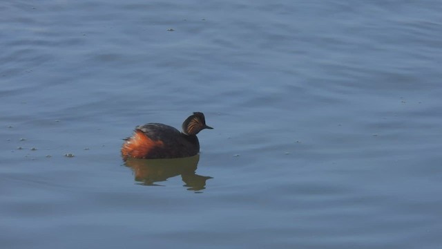 Eared Grebe - ML554269991