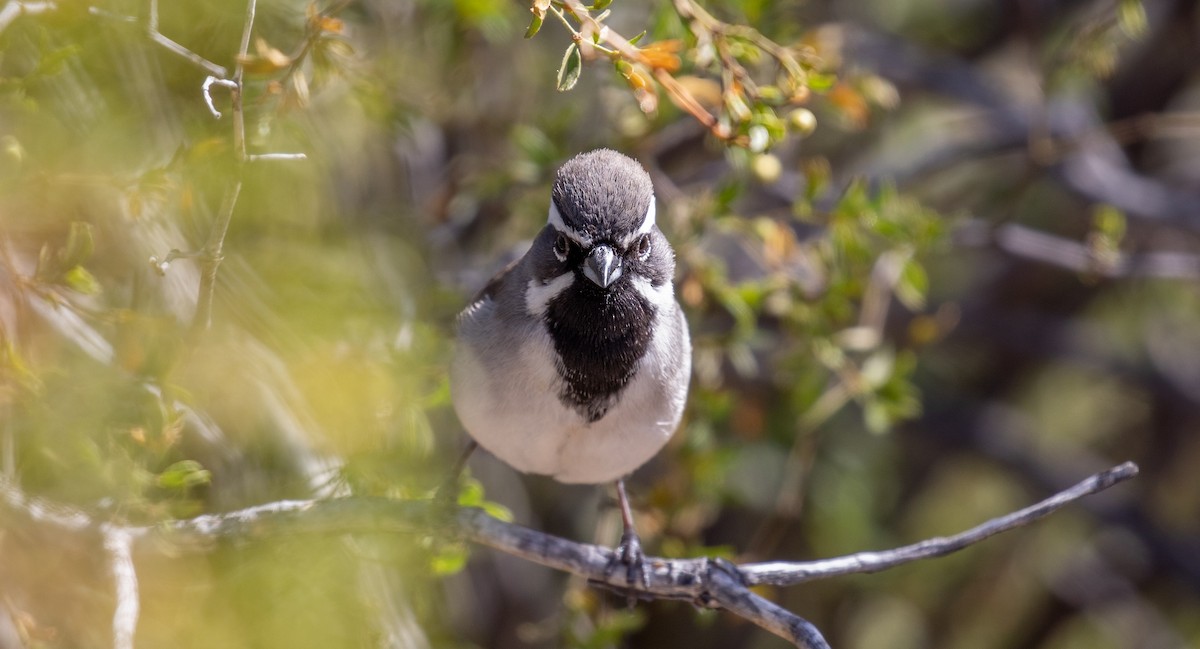Black-throated Sparrow - Michael Sadat