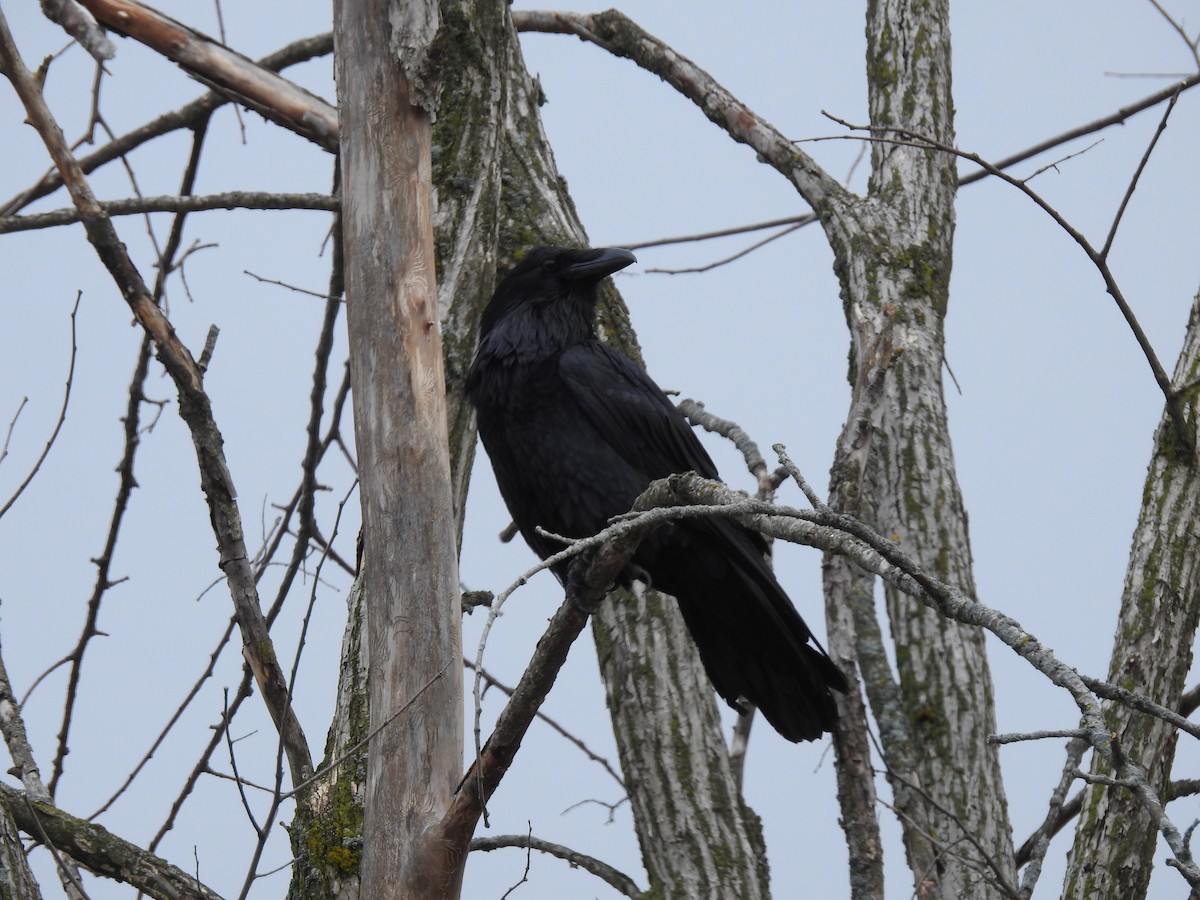 Common Raven - Nicole Patenaude