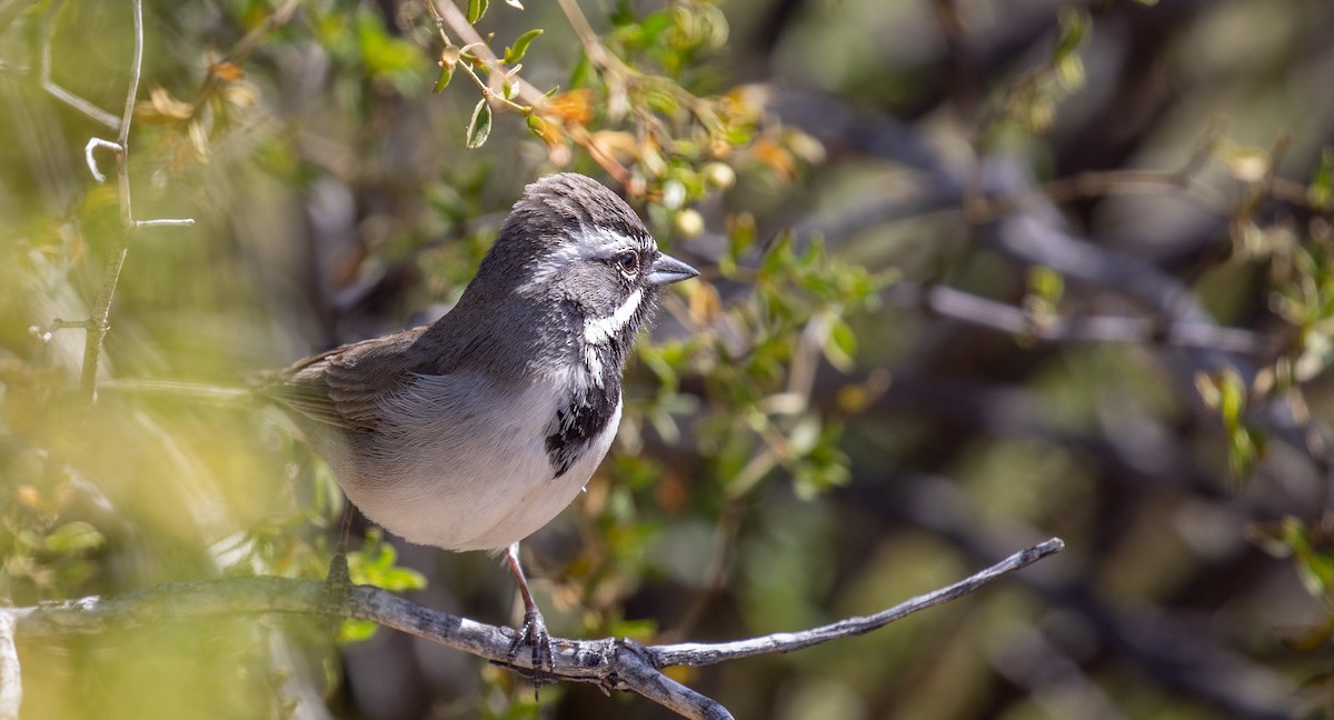 Black-throated Sparrow - Michael Sadat