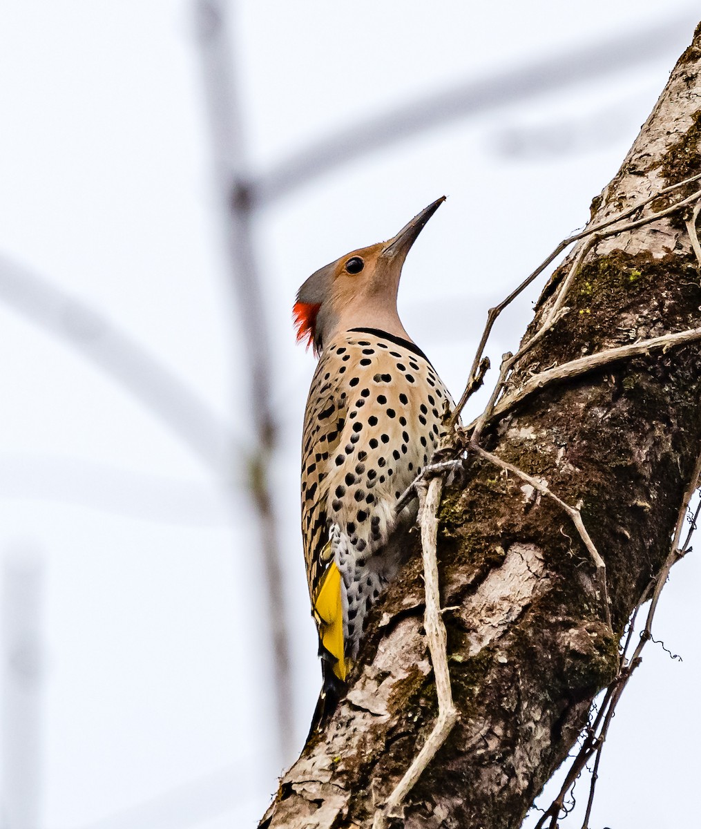 Northern Flicker - ML554272611