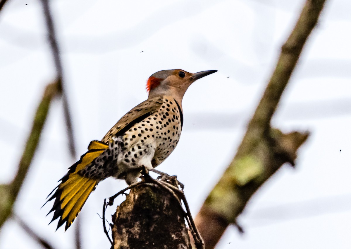 Northern Flicker - ML554272621