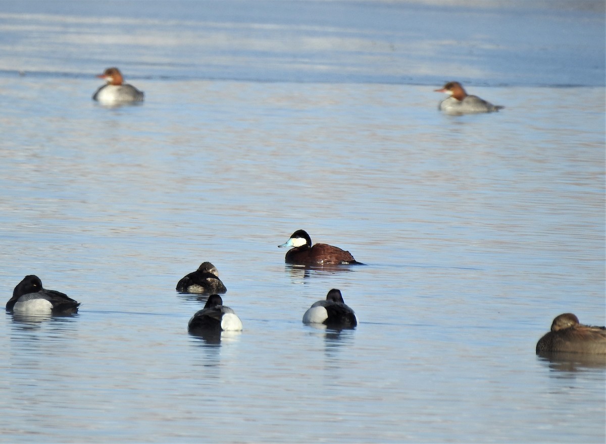 Ruddy Duck - ML554272821