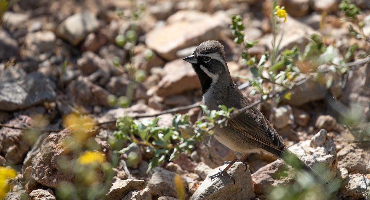 Black-throated Sparrow - Michael Sadat