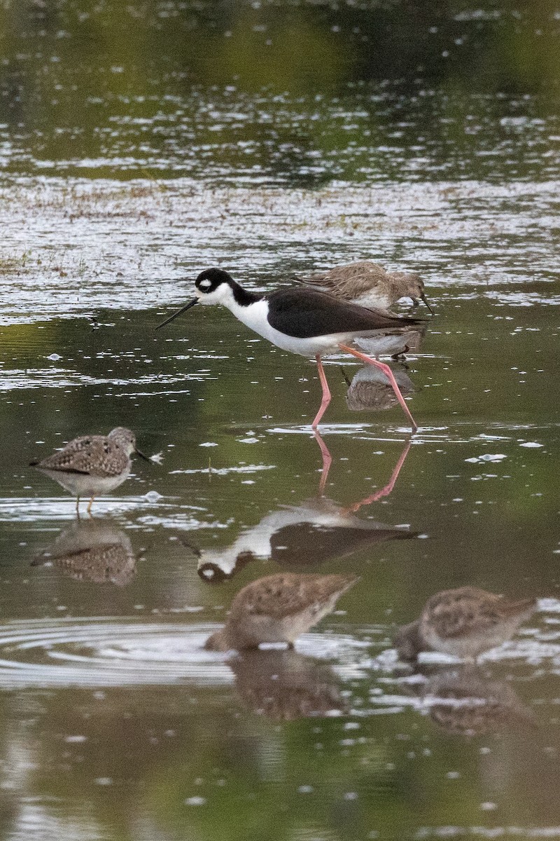 Black-necked Stilt - ML554273971