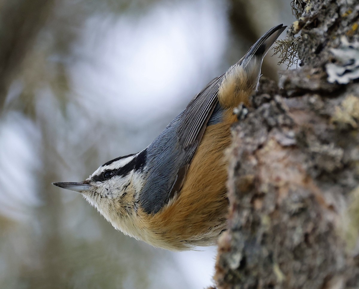 Red-breasted Nuthatch - ML554274191